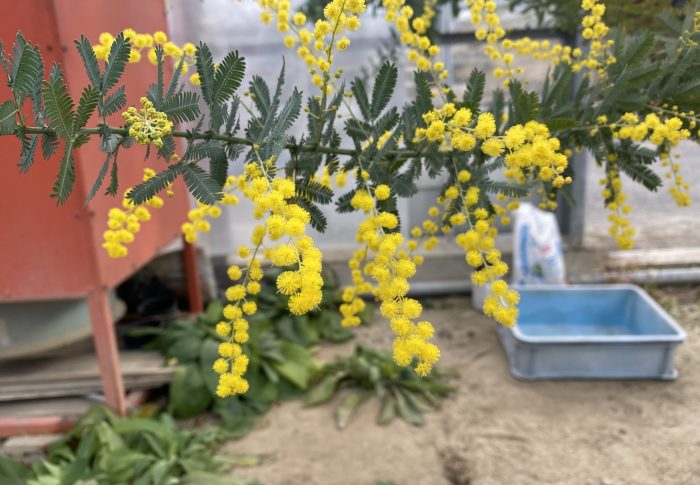 ミモザの木はシンボルツリーだそうです。