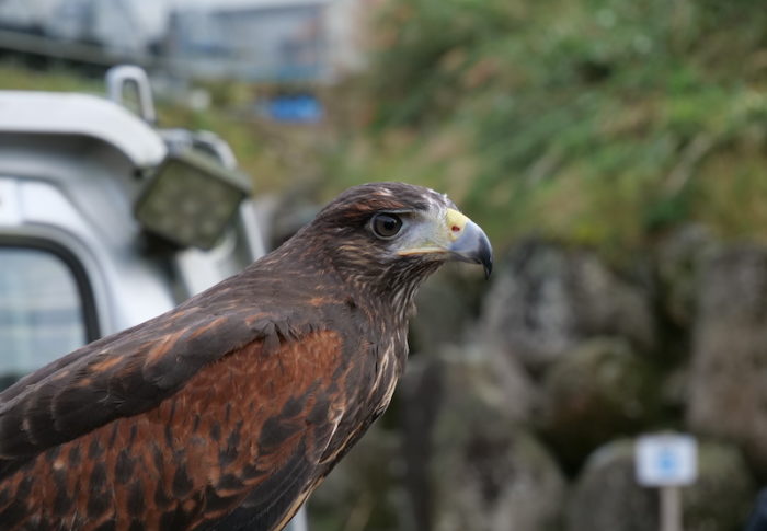 野暮用から帰ってみたら、タカがいました。